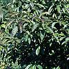 Viburnum sieboldii, habit