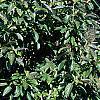 Viburnum sieboldii, habit