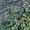 Viburnum sieboldii, habit