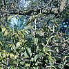 Viburnum sieboldii, habit