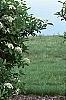 Viburnum sieboldii, habit
