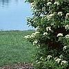 Viburnum sieboldii, habit