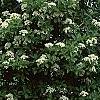 Viburnum sieboldii, habit