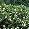 Viburnum sieboldii, habit