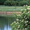 Viburnum sieboldii, habit