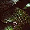 Viburnum sieboldii, leaves