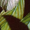 Viburnum sieboldii, leaves