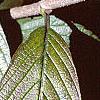 Viburnum sieboldii, leaves
