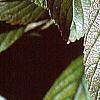 Viburnum sieboldii, leaves