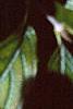 Viburnum sieboldii, leaves
