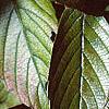 Viburnum sieboldii, leaves