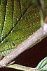 Viburnum sieboldii, leaves