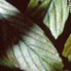 Viburnum sieboldii, leaves
