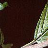 Viburnum sieboldii, leaves