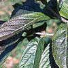 Viburnum sieboldii, leaves