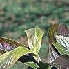 Viburnum sieboldii, leaves