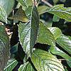 Viburnum sieboldii, leaves