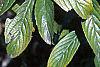 Viburnum sieboldii, leaves