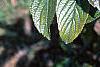 Viburnum sieboldii, leaves