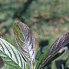 Viburnum sieboldii, leaves