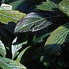 Viburnum sieboldii, leaves