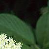 Viburnum sieboldii, flowers