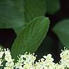 Viburnum sieboldii, flowers