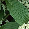 Viburnum sieboldii, flowers