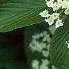 Viburnum sieboldii, flowers
