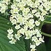 Viburnum sieboldii, flowers