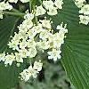 Viburnum sieboldii, flowers