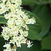 Viburnum sieboldii, flowers