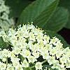 Viburnum sieboldii, flowers