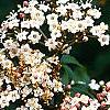Viburnum tinus, flowers