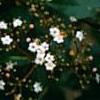Viburnum tinus, flowers