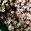 Viburnum tinus, flowers