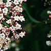 Viburnum tinus, flowers