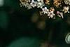 Viburnum tinus, flowers