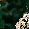 Viburnum tinus, flowers