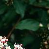 Viburnum tinus, flowers