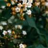 Viburnum tinus, flowers