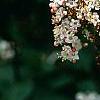 Viburnum tinus, flowers