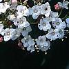 Viburnum tinus, flowers