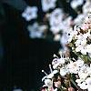 Viburnum tinus, flowers