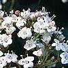 Viburnum tinus, flowers