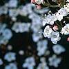Viburnum tinus, flowers