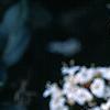 Viburnum tinus, flowers