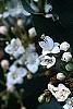 Viburnum tinus, flowers