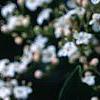 Viburnum tinus, flowers