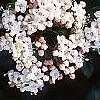 Viburnum tinus, flowers